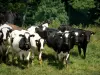 Landscapes of the Eure - Cows in a meadow