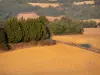 Landscapes of the Gascony - Fields and trees 