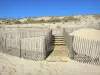 Landscapes of the Gironde - Dunes and sandy beach of Lacanau-Plage 