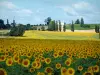 Landscapes of the Gironde - Field of blooming sunflowers 