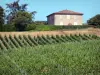 Landscapes of the Gironde - Bordeaux vineyards 