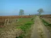 Landscapes of the inland Charente-Maritime - Road, vines of the Cognac vineyards, and trees