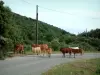 Landscapes of the inland Corsica