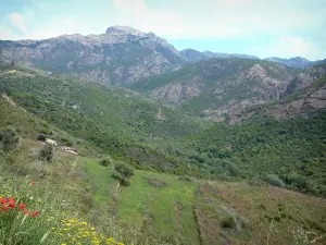 Landscapes of the inland Corsica - Wild flowers, hills covered with vegetation (scrubland) and trees, mountains in background