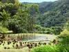 Landscapes of Martinique - Balata garden with a pond royal palm trees in a green