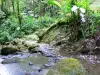 Landscapes of Martinique - Regional Park of Martinique: River in the heart of the rainforest