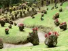 Landscapes of Martinique - Balata Gardens with bromeliads