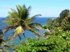 Landscapes of Martinique - Green cliff Macouba with coconut trees in the foreground, overlooking the Atlantic Ocean