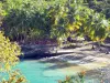 Landscapes of Martinique - View of the beach of Black Cove with its pontoon, coconut trees and turquoise waters; in the town of Anse d'Arlet