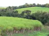 Landscapes of Martinique - Sugar cane fields surrounded by trees