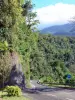 Landscapes of Martinique - Road green landscape leading to Grand'Rivière