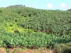 Landscapes of Martinique - Banana plantation