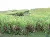 Landscapes of Martinique - Sugar cane fields