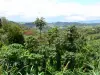 Landscapes of Martinique - Tropical vegetation