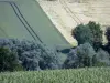 Landscapes of the Orne - Trees surrounded by fields