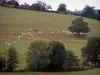 Landscapes of Southern Burgundy - Herd of Charolais cows in a pasture and trees