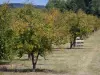 Landscapes of the Tarn-et-Garonne - Trees in an orchard