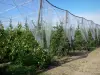 Landscapes of the Tarn-et-Garonne - Apple orchard 