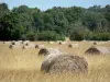 Landschaften der Brenne - Heuballen auf einem Acker, und Bäume hinten im Bild; im Regionalen Naturpark Brenne