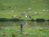 Landschaften des Doubs - Montbéliard Kuhherde in einer Wiese sich befindend am Ufer eines Flusses, Zaun eines Ackers vorne