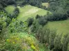 Landschaften des Doubs - Vom Aussichtspunkt Moulin Sapin aus, Blick auf das Tal des Lison: Fluss Lison gesäumt von Bäumen und Wiesen; Wiesenblumen und Vegetation vorne