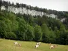 Landschaften des Doubs - Kuhherde in einer Weide, Bäume und Felswände