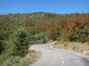 Landschaften der Drôme - Regionaler Naturpark Vercors: Von Bäumen gesäumte Straße, die nach La Chapelle-en-Vercors führt