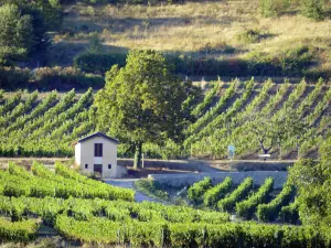 Landschaften der Drôme - Diois-Weinberge