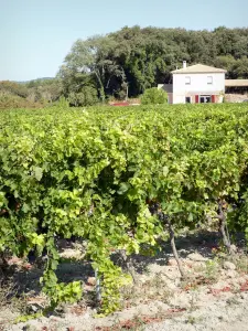 Landschaften der Drôme - Haus am Rande eines Weinbergs