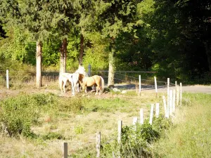 Landschaften der Drôme - Pferde auf einem Feld