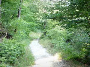 Landschaften der Drôme - Von Bäumen gesäumter Weg im Wald von Saou