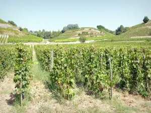 Landschaften der Drôme - Reben des Weinbergs Hermitage