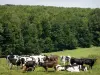 Landschaften der Eure - Kuhherde auf einer Wiese, am Waldrand