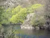 Landschaften der Haute-Loire - Alagnon-Schluchten: Alagnon-Fluss gesäumt von Bäumen