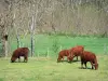 Landschaften der Haute-Loire - Kühe auf einer von Bäumen umgebenen Wiese