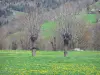 Landschaften der Haute-Loire - Bäume auf einer blühenden Wiese