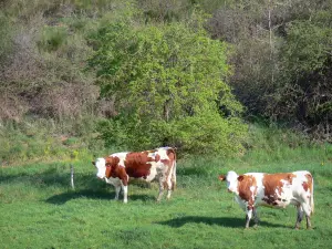 Landschaften der Haute-Loire - Kühe auf einer Wiese