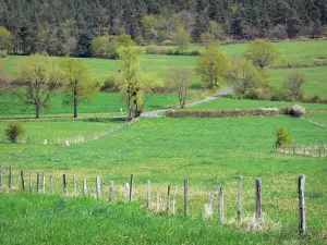 Landschaften der Haute-Loire - Abfolge von Wiesen mit Bäumen übersät