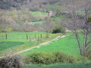 Landschaften der Haute-Loire - Von Wiesen gesäumter Weg