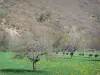 Landschaften der Haute-Loire - Bäume auf einer blühenden Wiese