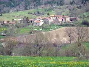 Landschaften der Haute-Loire - Blumenwiese im Vordergrund, mit Blick auf einen Weiler, umgeben von Feldern und Weiden, am Waldrand