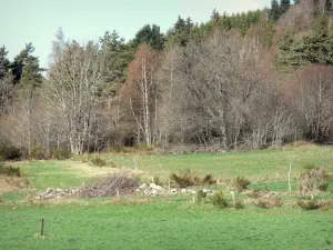 Landschaften der Haute-Loire - Weiden in der Nähe eines Waldes