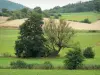 Landschaften der Haute-Marne - Bäume umgeben von Wiesen