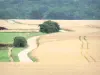 Landschaften der Haute-Marne - Kleine Landstrasse gesäumt von Äckern