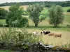 Landschaften der Haute-Marne - Steinmäuerchen vorne, Kühe in einer Weide, und Bäume