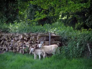 Landschaften vom Limousin - Schaf und sein Lamm, gefälltes Holz und Vegetation