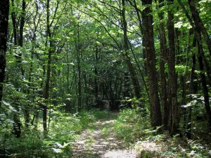 Landschaften vom Limousin - Weg in einem Wald (Bäume)
