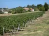 Landschaften des Lot-et-Garonne - Weinanbau, Häuser, Glockenturm und Bäume