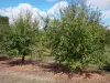 Landschaften des Lot-et-Garonne - Obstplantage mit Pflaumen (Pflaumenbäume)