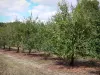 Landschaften des Lot-et-Garonne - Obstplantage mit Pflaumen